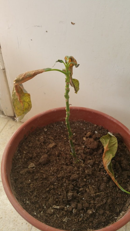avocado plant is dying...