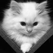 Xink In's photo