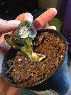 Don't know why my split rock died | Houzz Forum