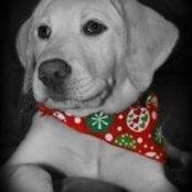 Elaine Williams Shuster's photo