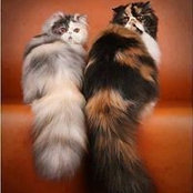 Julie Cunningham's photo