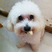 Alison Chewさんの写真