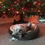 Rae Schmidt's photo