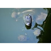Thaxton Mauzy's photo