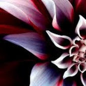 Tzipora Polansky's photo