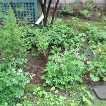 Cat Rock woodland garden