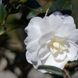 Current Featured Plants - Products