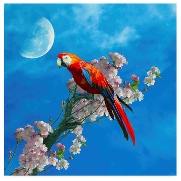 "Red Parrot" by Ata Alishahi, Canvas Art, 14"x14"