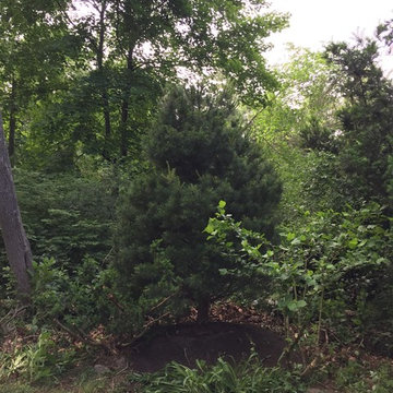 Weston screen hedge
