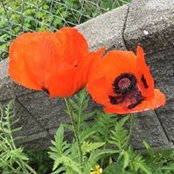 Glenda Phillips's photo