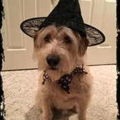 Lisa A. Wurman's photo