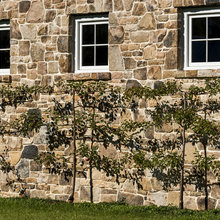 espalier