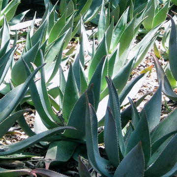 Succulent