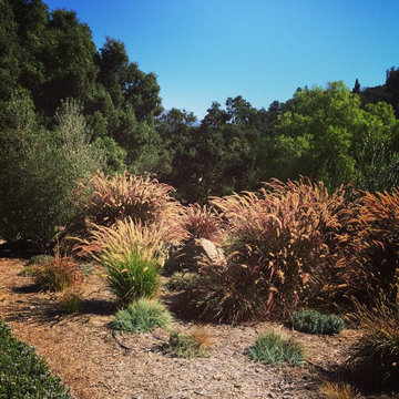Santa Barbara drought tolerant garden