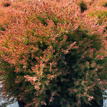 Current Featured Plants