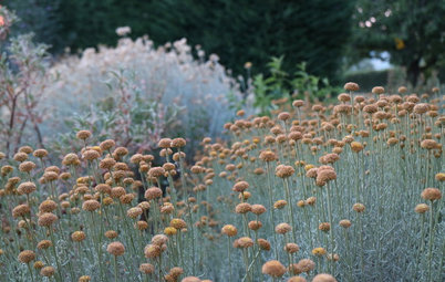 Trend: Vuoi un Giardino Colto ed Elegante? Scegli Piante Marroni