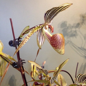 Orchid Show #Chicago Botanic Gardens