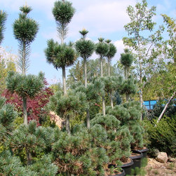 Frost Nursery 107.JPG - Plants