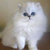 Najwa Amer's photo