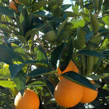 citrus trees