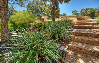 Outdoor Plant Profile: Dianella