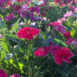 Current Featured Plants - Products