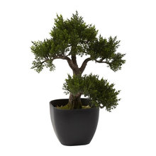 Office Bonsai