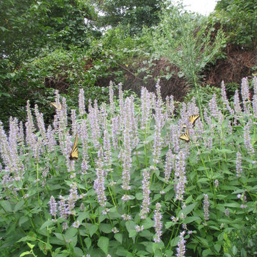 Pollinator Garden's