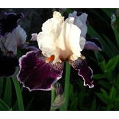 Brian Wanless's photo