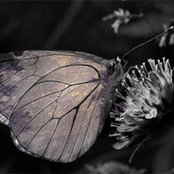 Elise Wang's photo
