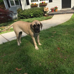 Tails From Training - Home Fencing And Gates