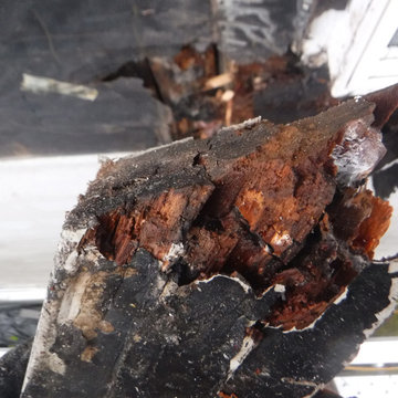 Dry Rot Repair