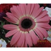 Maya Cambridge's photo