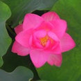 Living Water Landscape Service's profile photo
