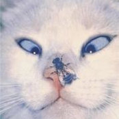 HappyCat NineBeesさんの写真