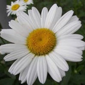Margo Leslie's photo