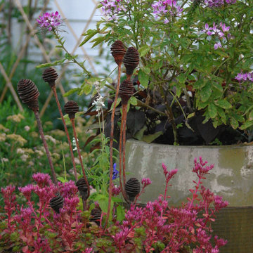 Container Garden With Sedums, Chleome, Ecofacts