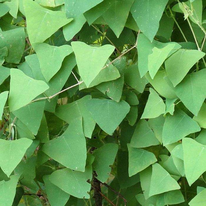 Mile a Weed is dangerously Invasive in NY and CT