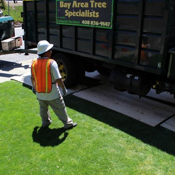 Tree Care San Jose CA - Bay Area Tree Specialists (408) 836-9147