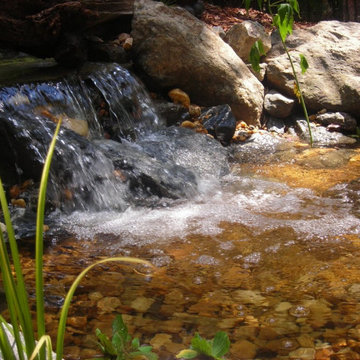 Ponds and Streams