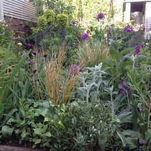 Plants and garden