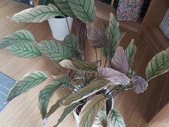 Calathea dying and white grain under leaves - can I save it?! | Houzz Forum