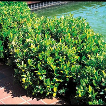 Plants and Landscaping