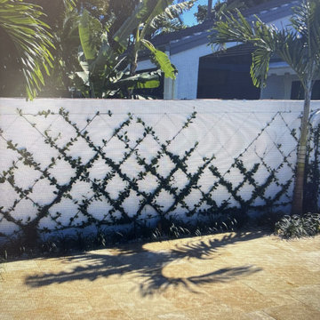 Espalier - Diagonal, in training
