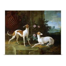 Whippets | Sighthounds