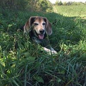 Richmond Beagle's photo