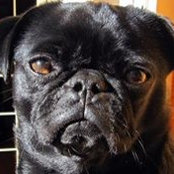 Fran Ferraro Wong's photo