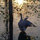 dawn_king22