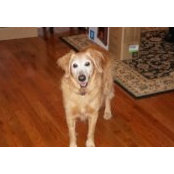 Karen Bocchino Callahan's photo