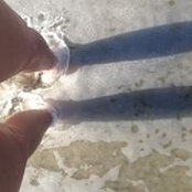 Molly Dennehy's photo